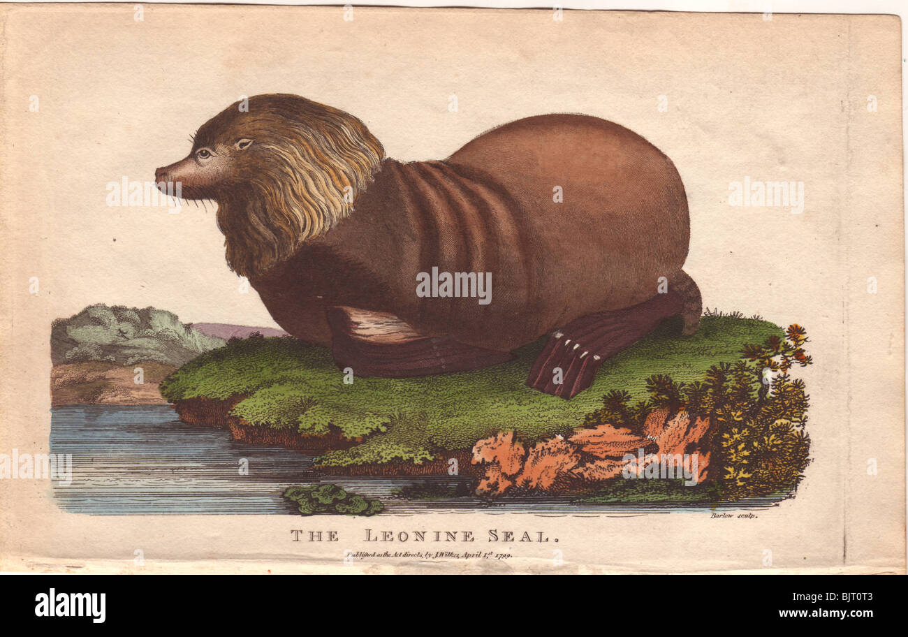 Sealion Otaria flavescens Stockfoto