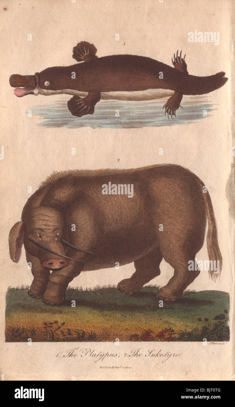 Mythischen "Sukotyro" und Ente – abgerechnet Platypus Ornithorhynchus Anatinus, Sukotyro imlieus Stockfoto