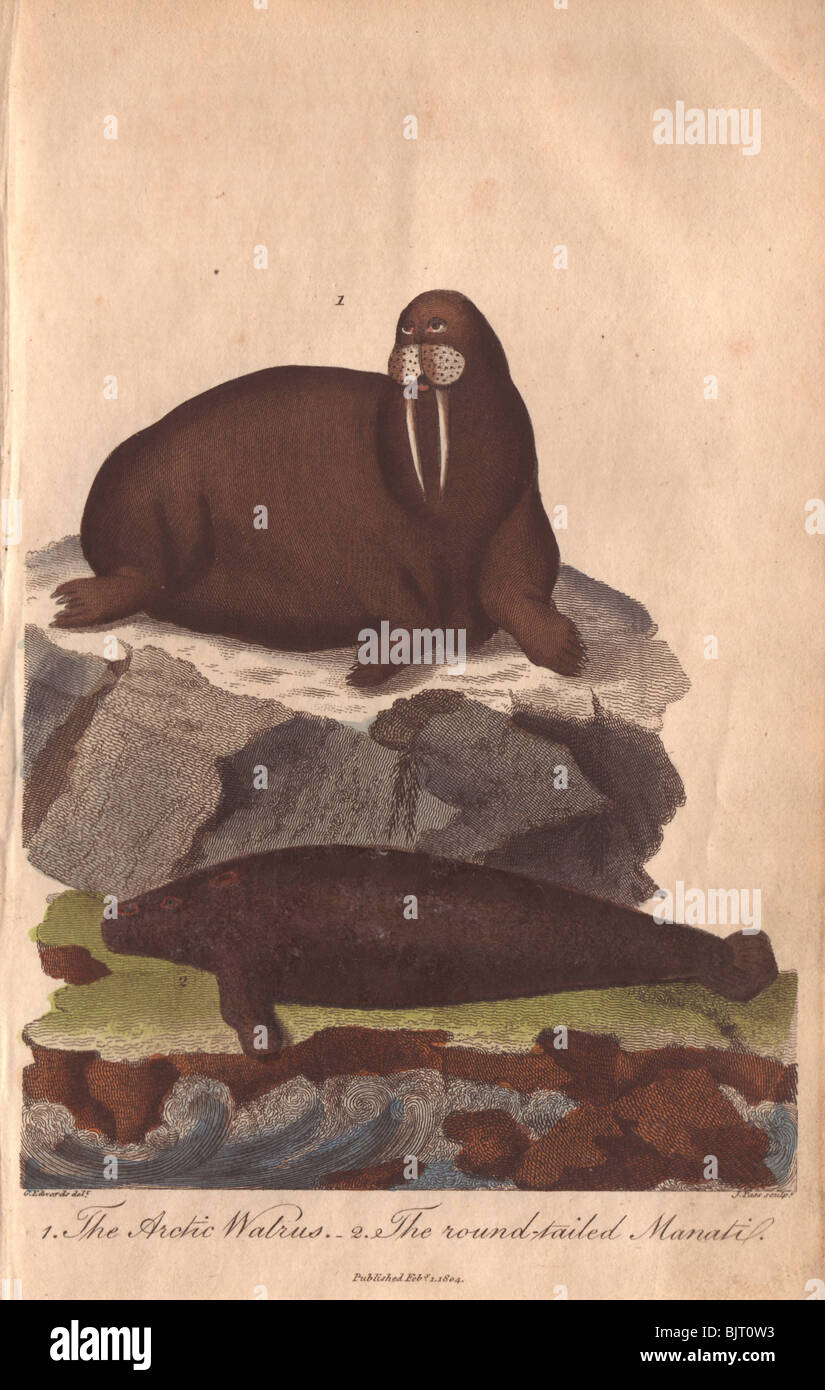 Walross und Manati Odobenus Rosmarus, Trichechus manatus Stockfoto