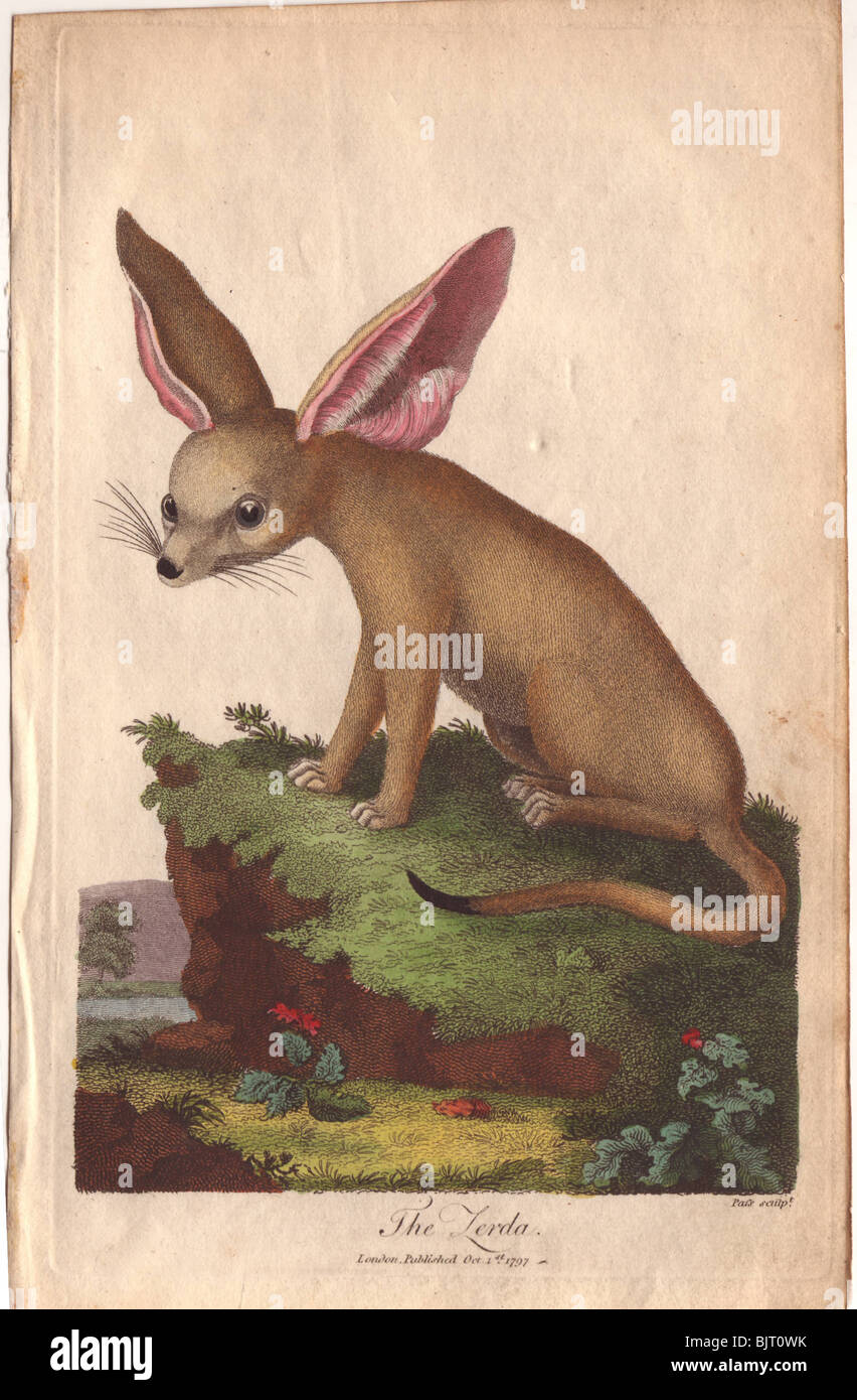 ZERDA oder Fennec Fox (Vulpes zerda). Stockfoto