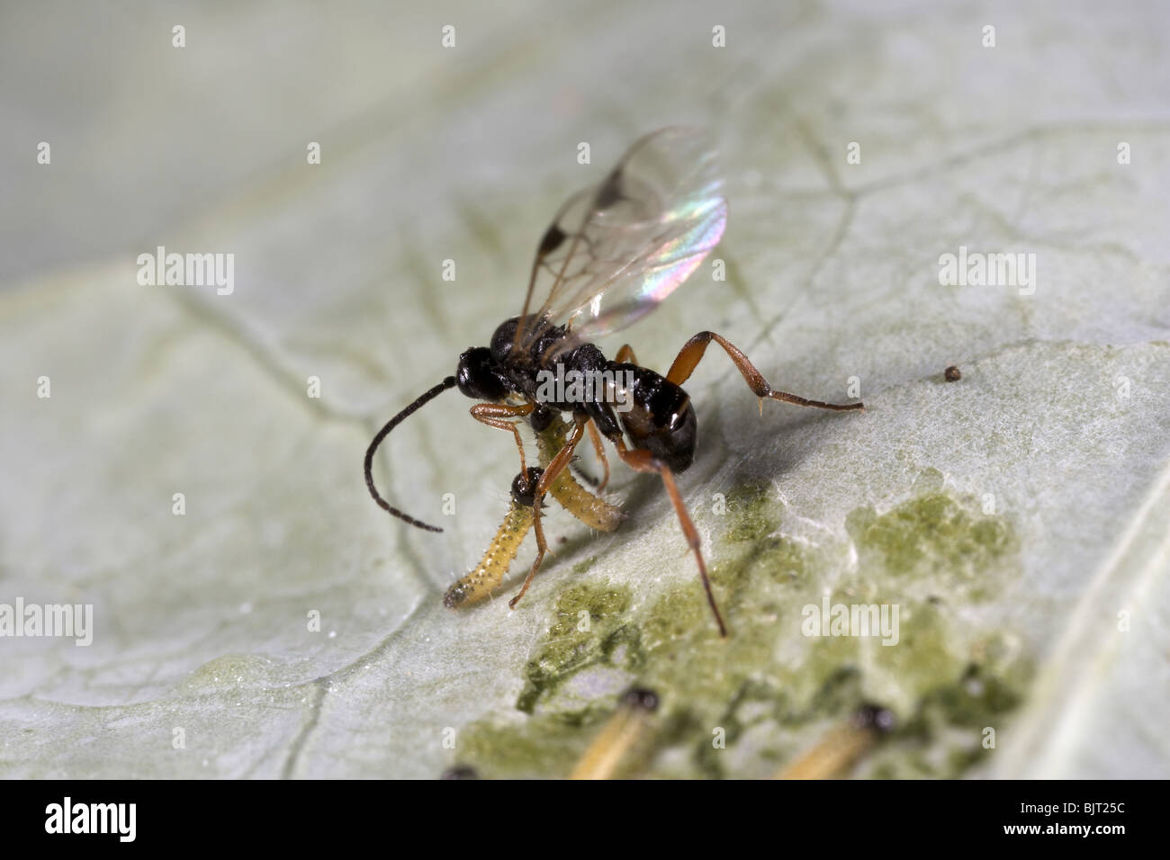 Schlupfwespe Apanteles Cotesia Glomerata Verlegung Eiern auf große weiße Raupen, UK Stockfoto