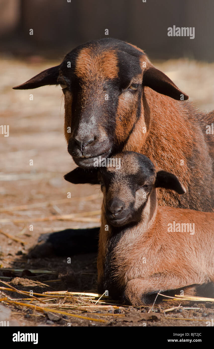 Das Baby Lamm sieht genauso wie seine Mama. Stockfoto
