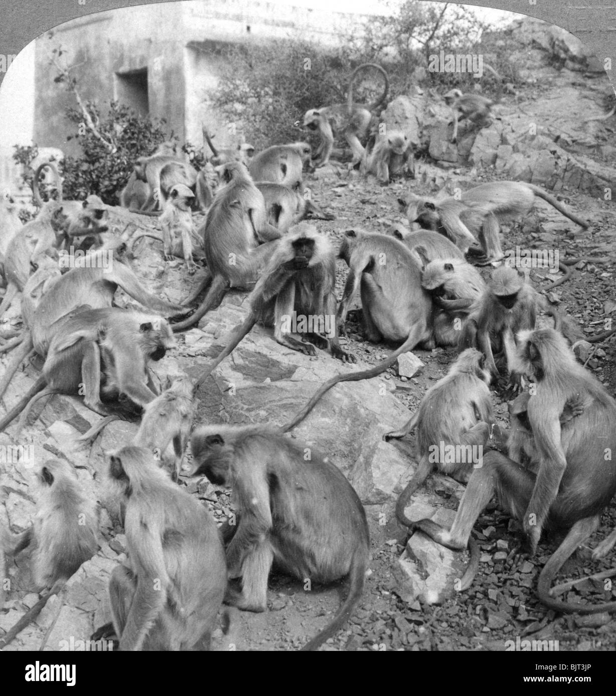 'Heilig' Affen Galta, in der Nähe der Jeypore, Indien, 1904. Artist: Underwood & Underwood Stockfoto