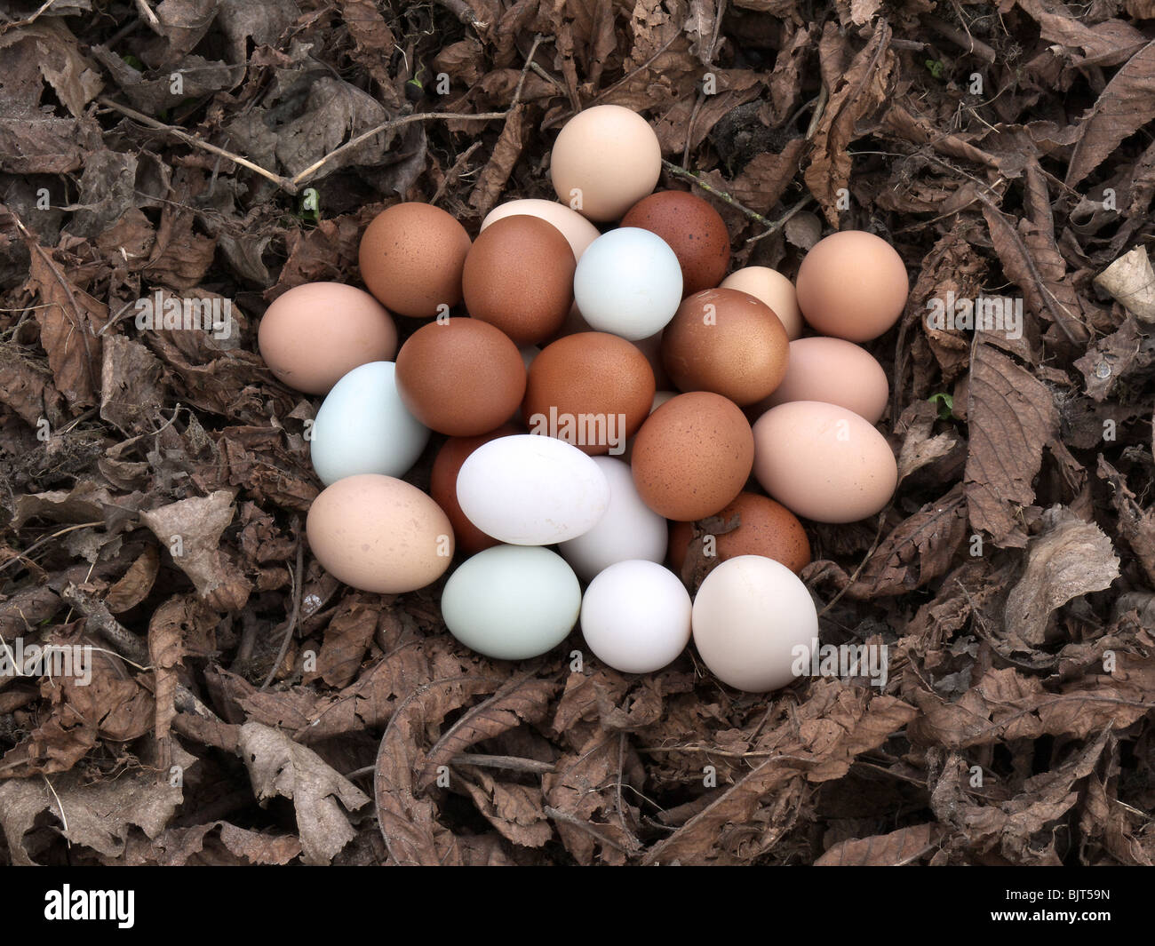 Alle Eizellen in einem Nest Stockfoto