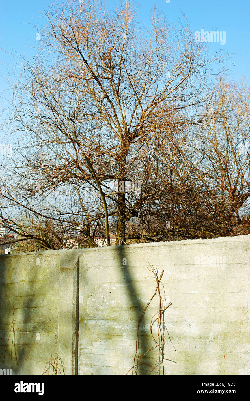 Einen Baum, einen Zaun und den Schatten von einem anderen Baum Stockfoto