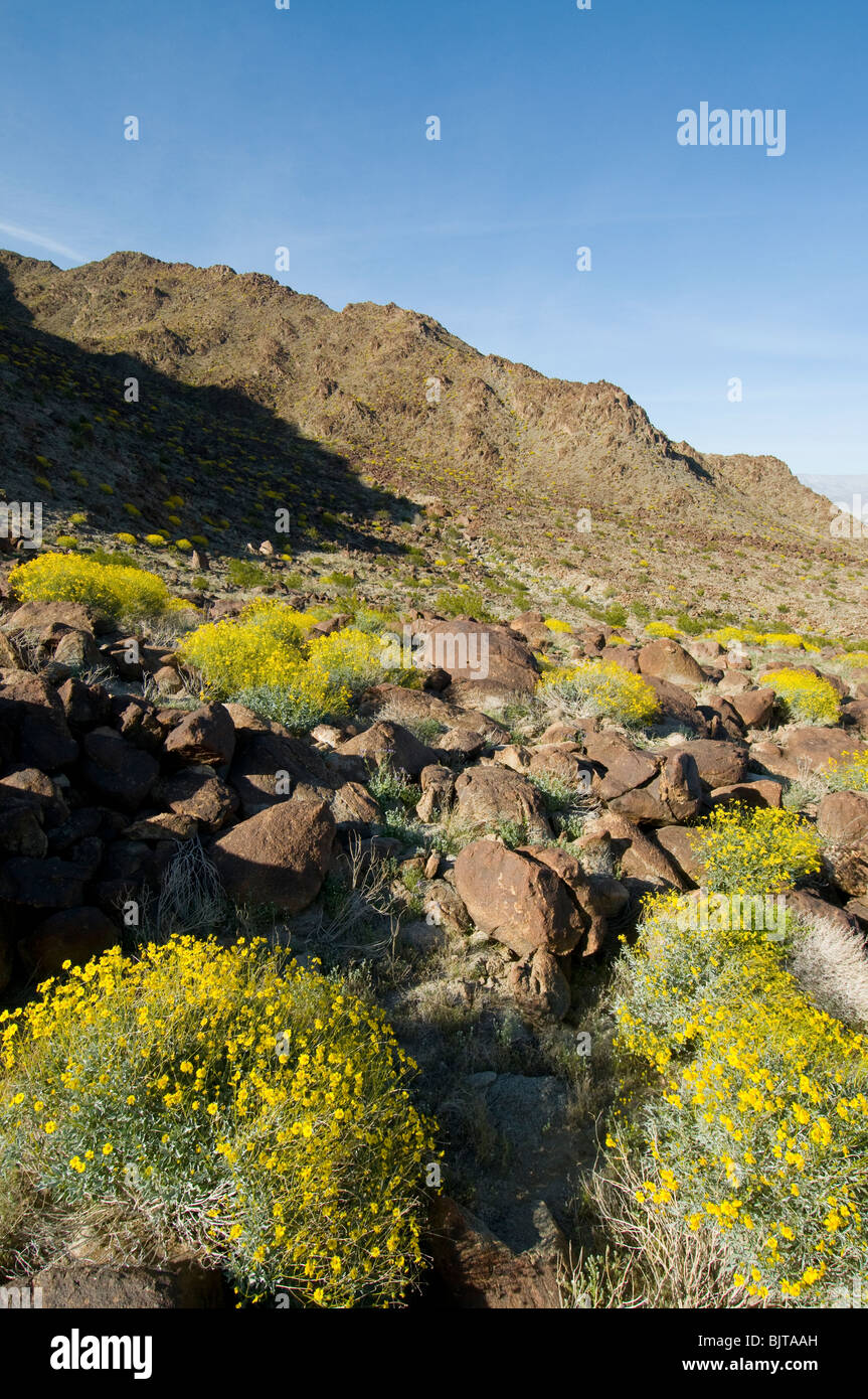 Brittlebush Encilia Farinosa Blüte in Bergen rund um Palm Springs Coachella Valley Kalifornien Stockfoto