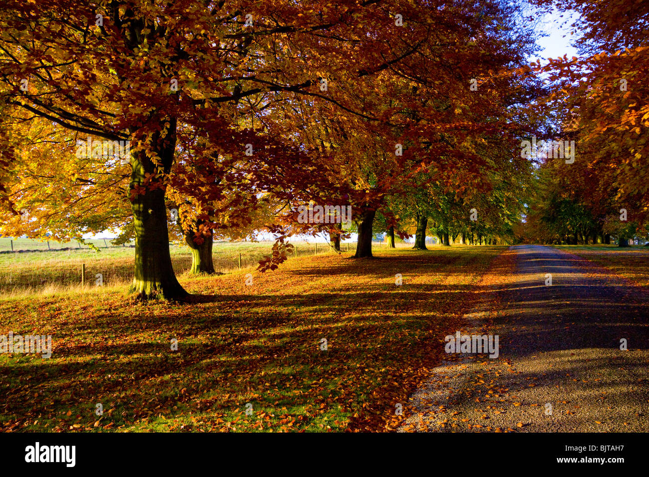 Herbstliche Bäume Buche Chequers Buckinghamshire Stockfoto