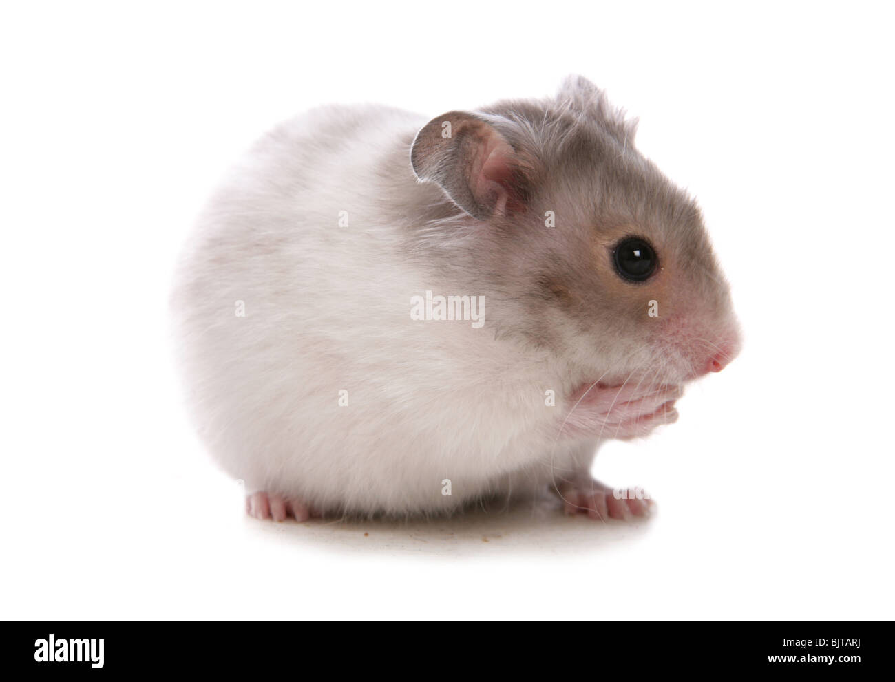 Hamster Baby Stockfotos Und Bilder Kaufen Alamy