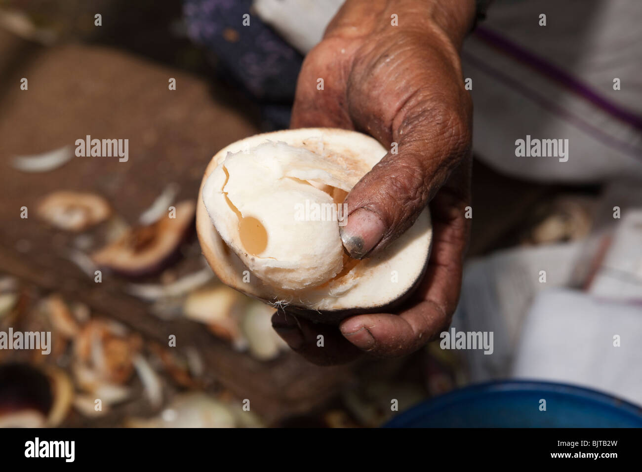 Indien, Kerala, Palakkad, schmutzige Frau Hersteller Hand mit Nonku (Elannan) Früchten, Samen der Palme Toddy, südindische Spezialität Stockfoto
