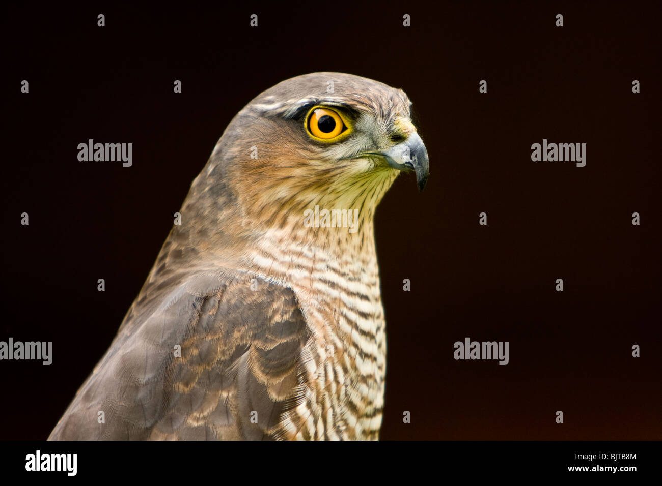 Sparrowhawk Portrait (Taken in Gefangenschaft) Stockfoto