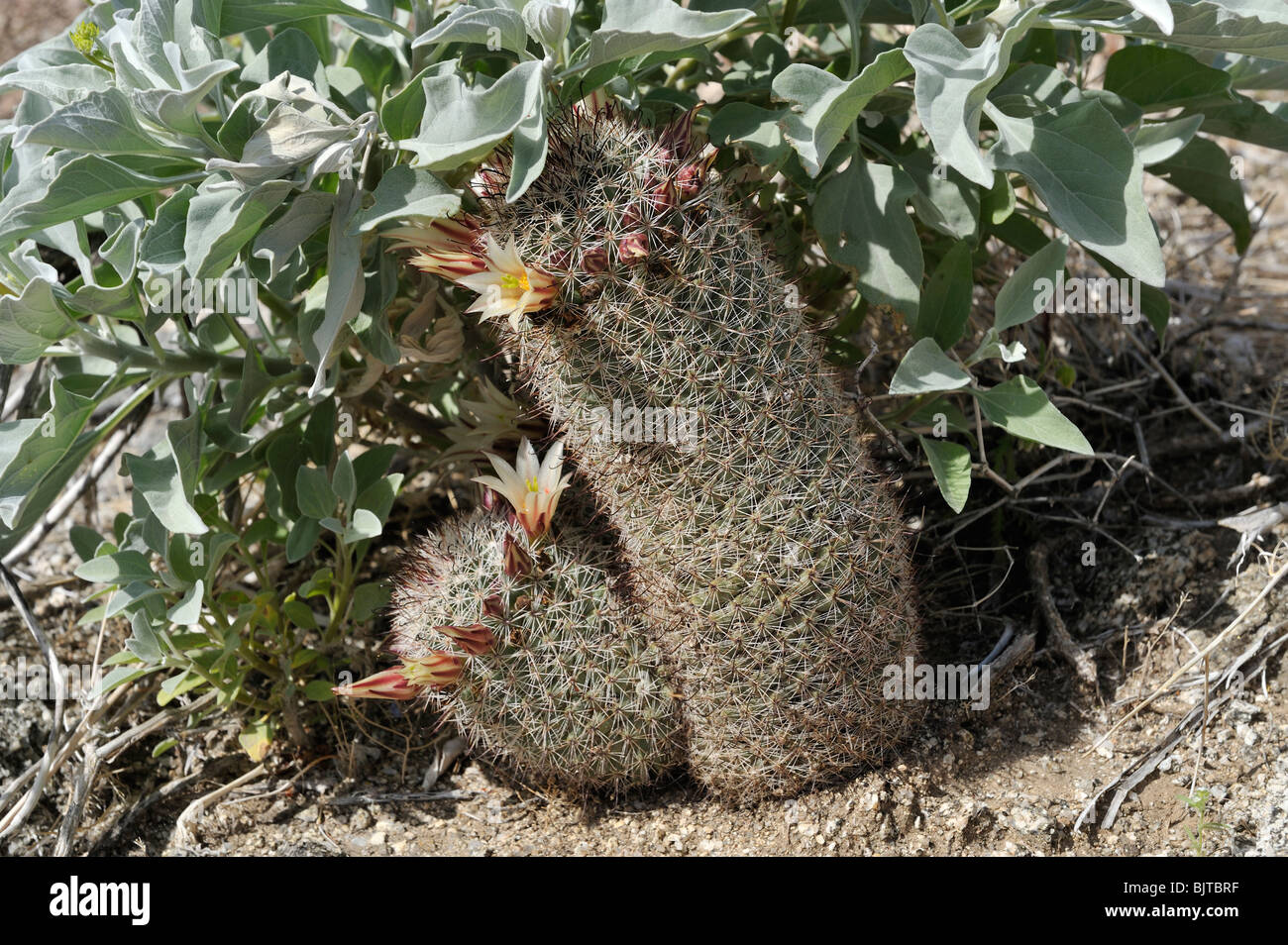 Angelhaken Kaktus, Nippel Kaktus, Mammillaria Dioica, Glorietta Canyon Anza-Borrego State Park, CA 100327_35141 Stockfoto