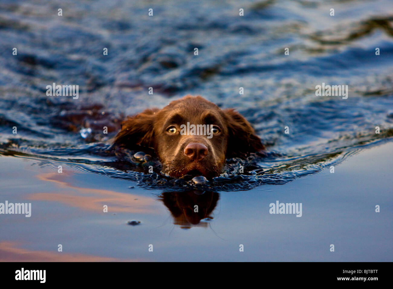 Ein Schokolade braun Cocker Spaniel Welpe schwimmen Stockfoto