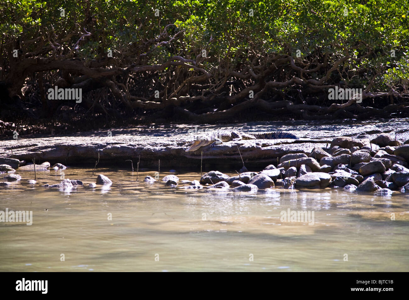 Salzwasserkrokodil Salzwasserkrokodil Bigge Insel Western Australia Stockfoto