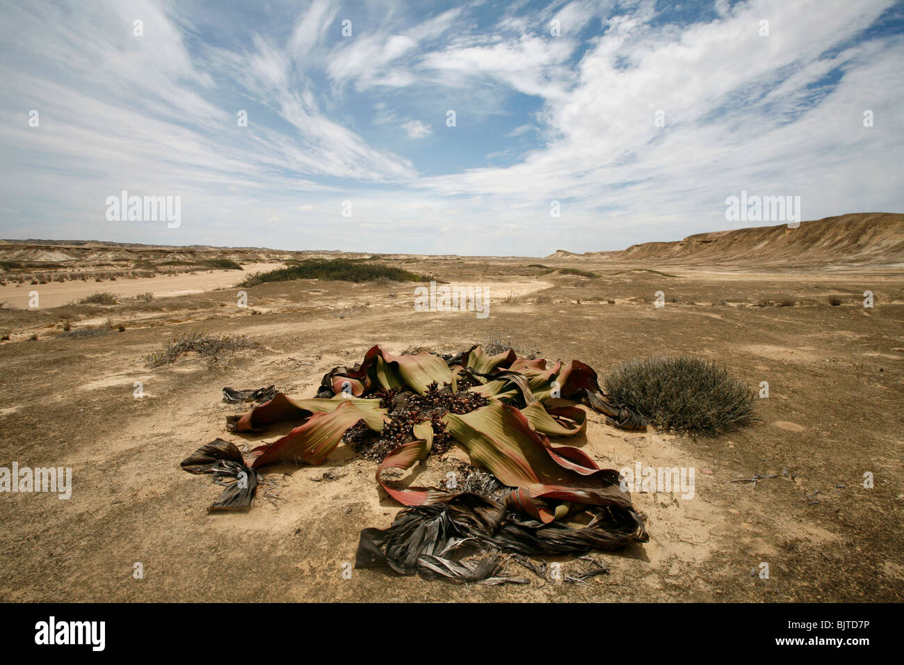 Die einzigartige Welwitschia Mirabilis in die Wüste Namibe kann seit Tausenden von Jahren Leben. Provinz Namibe, Angola Stockfoto