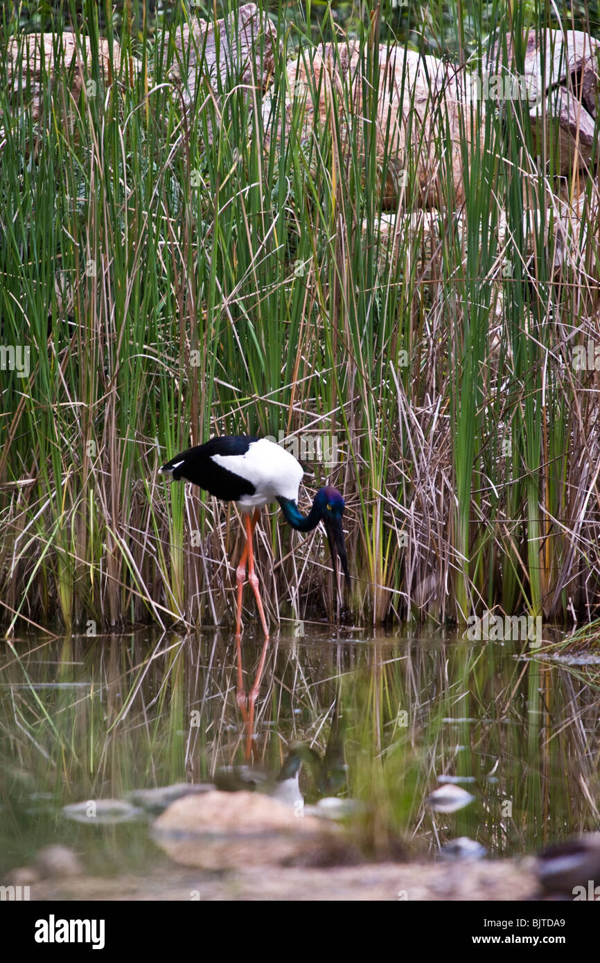Necked Schwarzstorch ist die einzige Art von Storch in Australien Berry Springs in der Nähe von Darwin, Northern Territory Australien gefunden Stockfoto