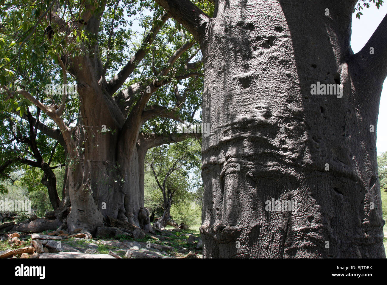 Baobabs, Calueque, Cunene Provinz, südlichen Angola, Afrika. © Zute und Demelza Lightfoot www.lightfootphoto.com Stockfoto