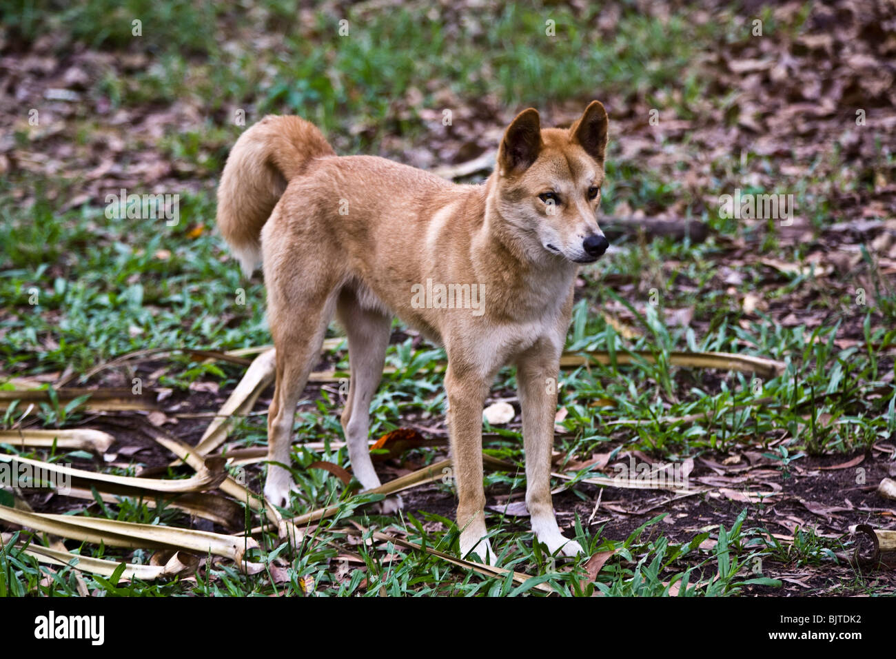 Diese Dingo wurde bei Territory Wildlife Park Berry Springs in der Nähe von Darwin, Northern Territory Australien gesehen. Stockfoto