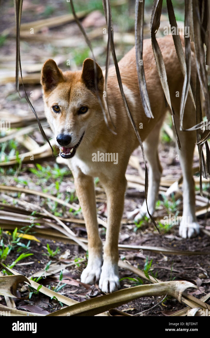 Diese Dingo wurde bei Territory Wildlife Park Berry Springs in der Nähe von Darwin, Northern Territory Australien gesehen. Stockfoto