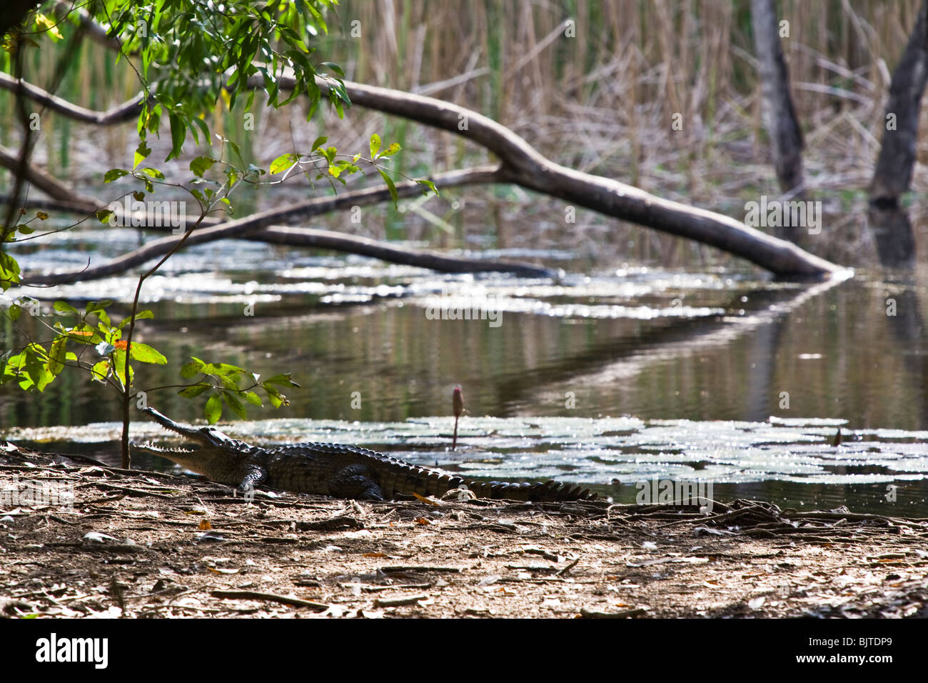 Süßwasser-Krokodil Gebiet Wilflife Park Berry Springs Darwin Northern Territory Australien Stockfoto