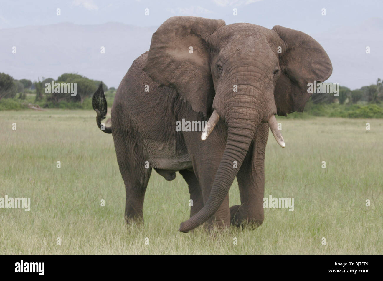 Elefant mit dem Ruwenzori-Gebirge im Hintergrund. Queen Elizabeth National Park. Uganda. Afrika. Stockfoto