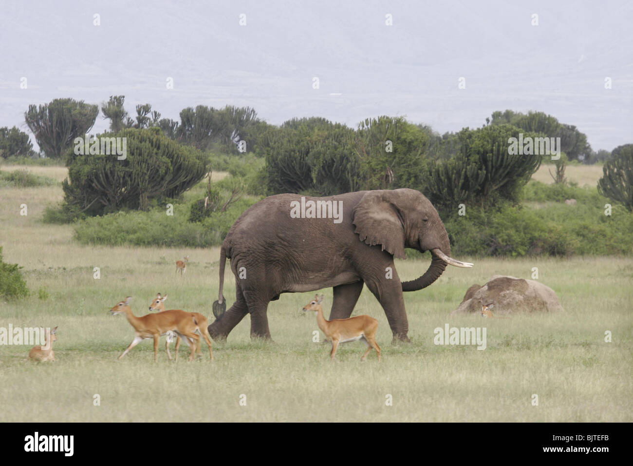 Elefant mit dem Ruwenzori-Gebirge im Hintergrund. Queen Elizabeth National Park. Uganda. Afrika. Stockfoto