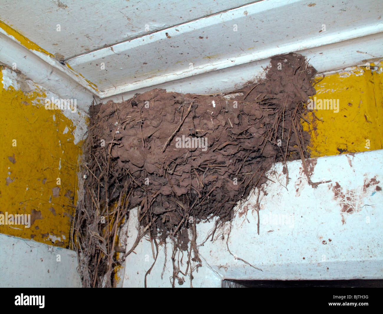 Ein Schwalben-Schlamm Nest über der Haustür einer verfallenen Hütte. Stockfoto