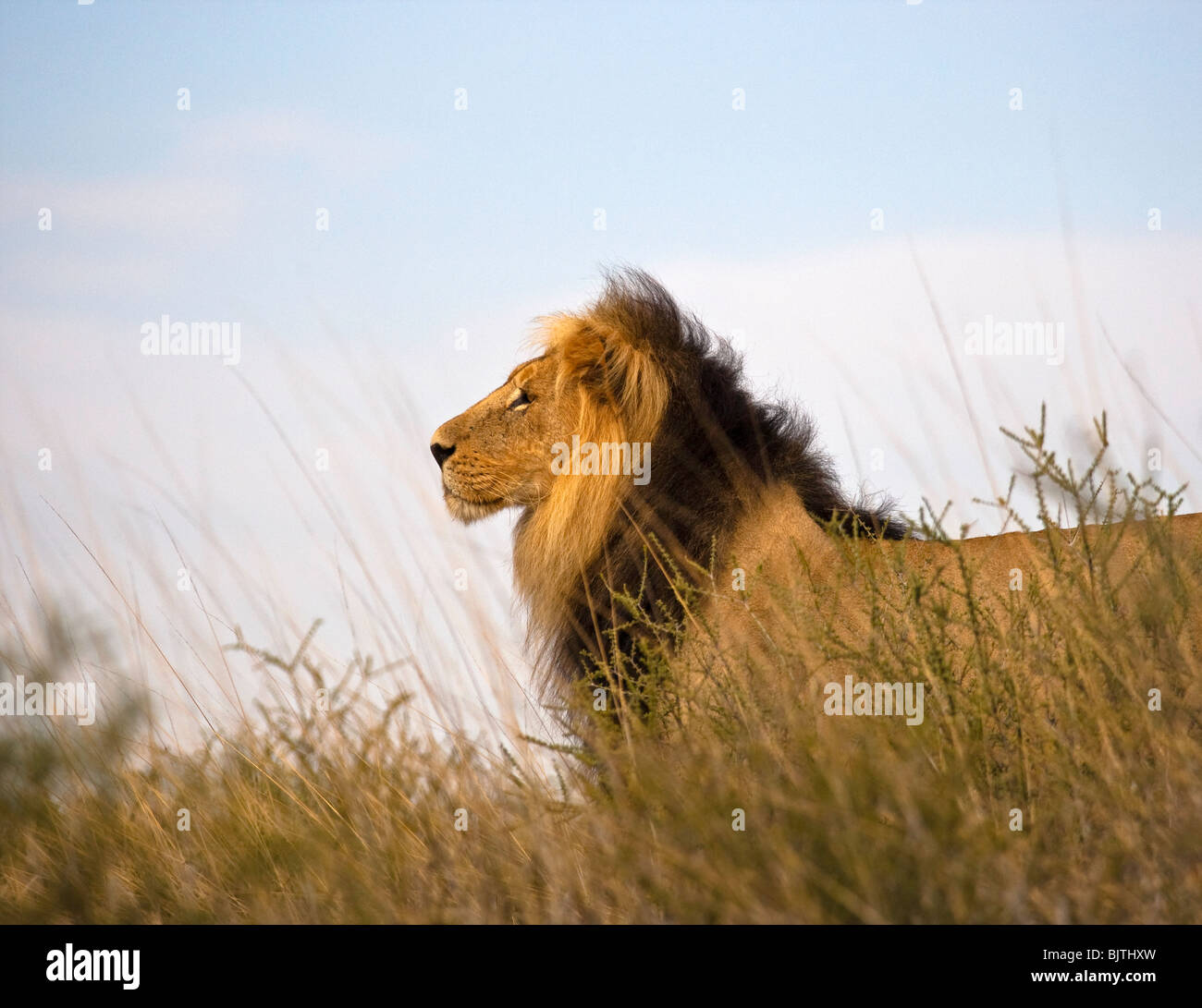 Löwe Stockfoto