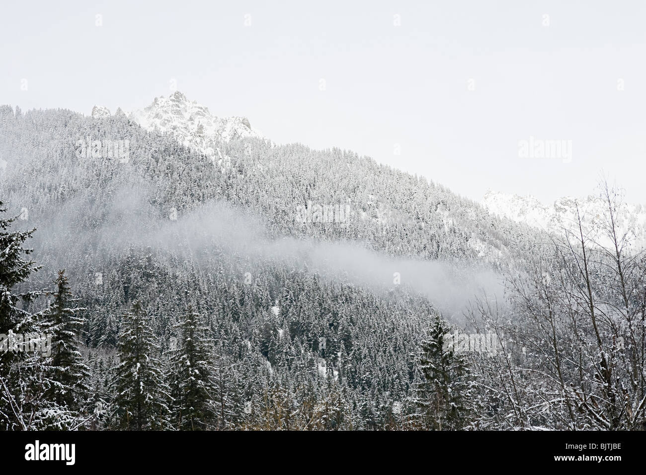 Schneebedeckte Bäume am Berghang Stockfoto