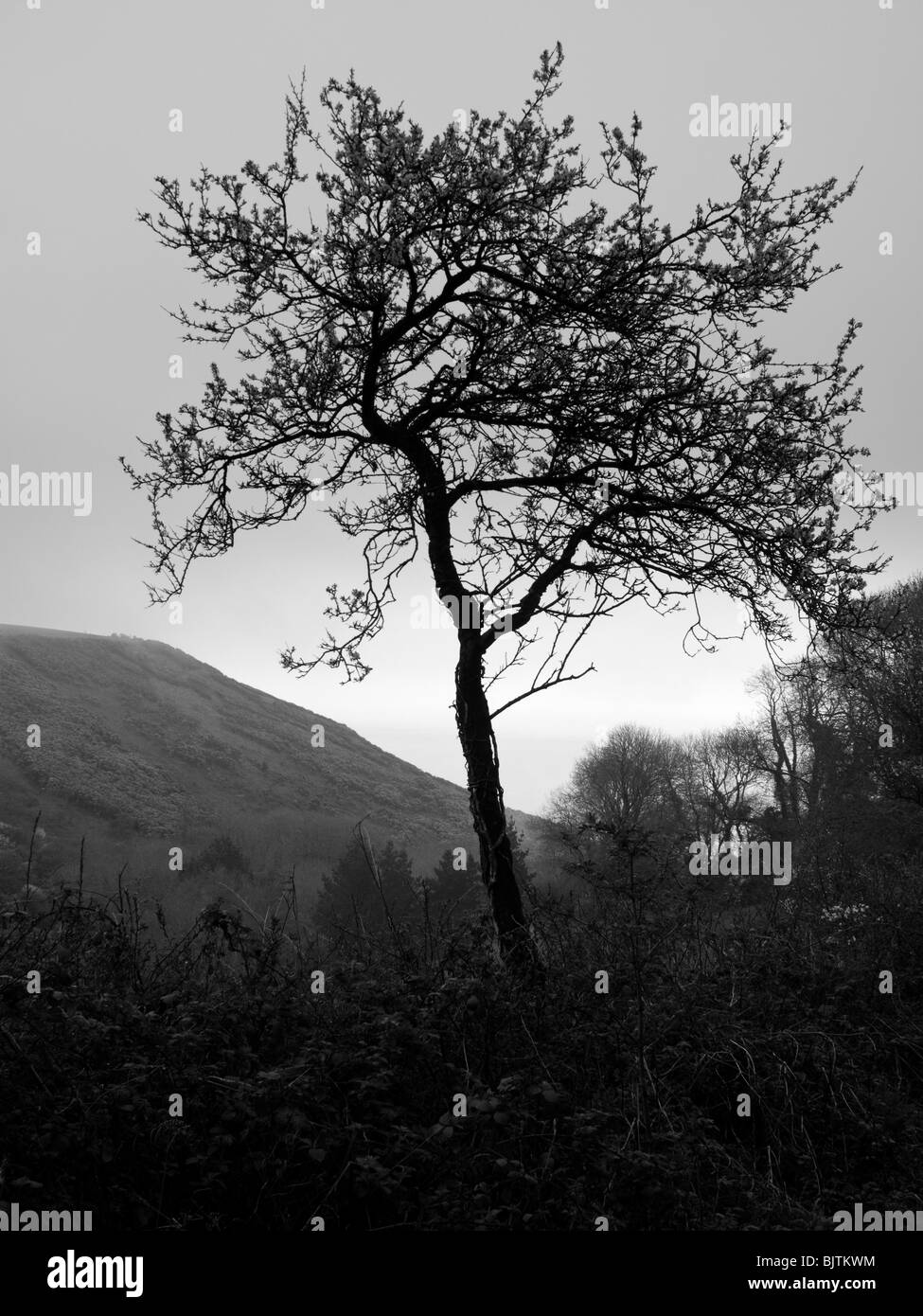 Winterlichen Baum an Spitze der Tal bis zum Meer im Süden von Devon Stockfoto