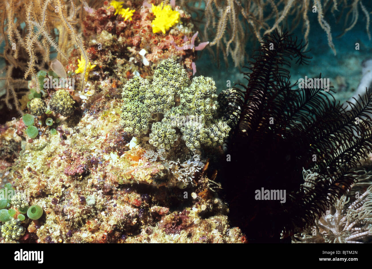 Seescheide. Clavelina Robusta. Marine Leben unter Wasser, unter Wasser abseits der Komodo-Inseln. Unterwasser-Fotografie Stockfoto