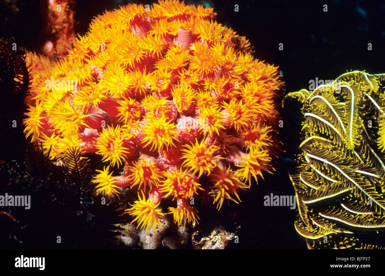 Orange Schale Korallen. Tubastraea Coccinea. Marine Cup Korallen. Unter Wasser abseits der Galapagos-Inseln. Unterwasser-Fotografie. Stockfoto