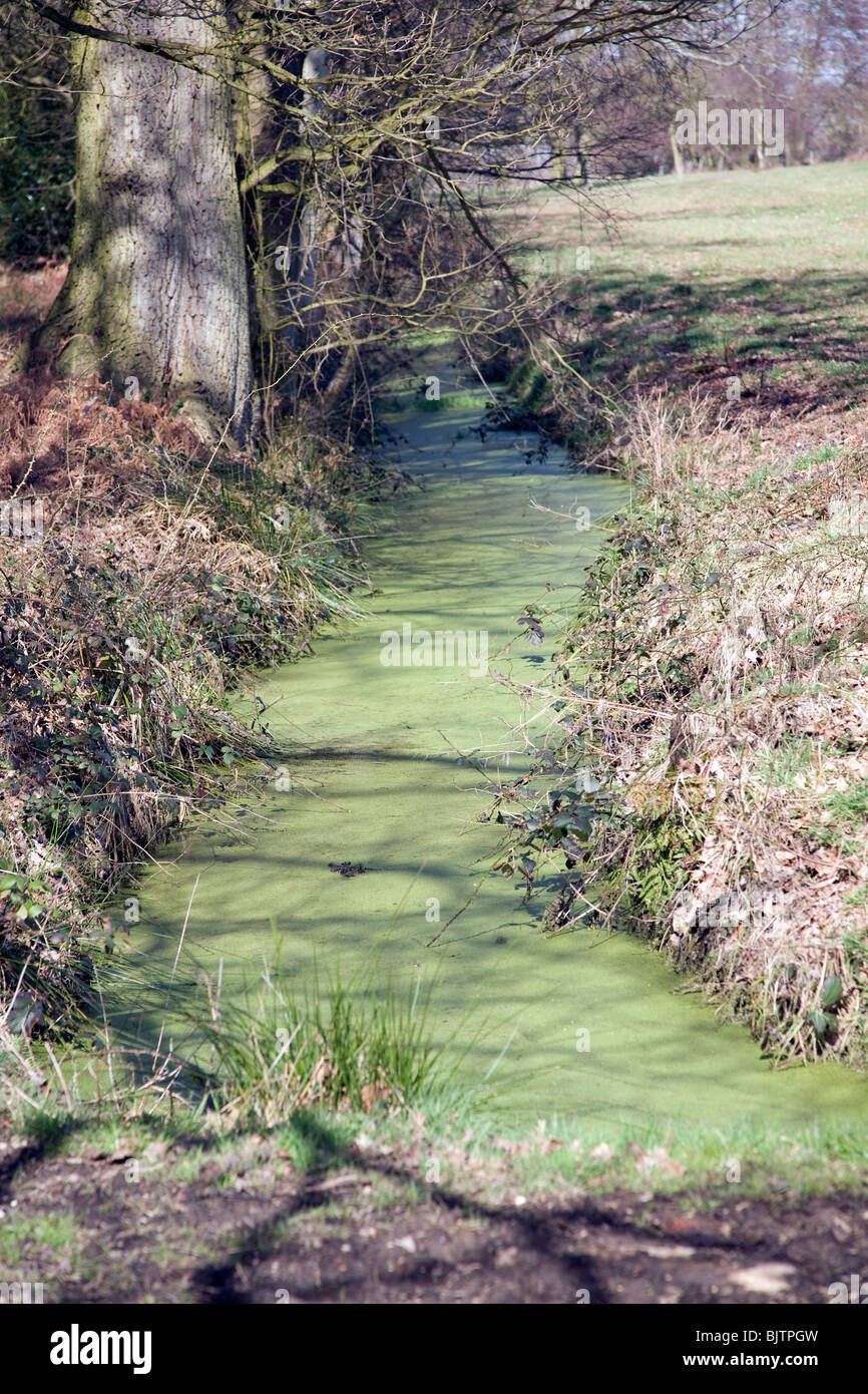 Laufen im teich Fotos und Bildmaterial in hoher Auflösung Alamy
