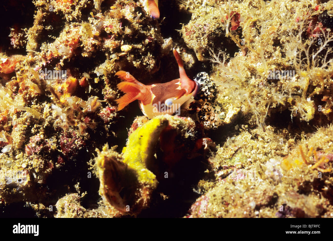Seeschnecke. Nacktschnecken. Rot Gilled Nembrotha ernährt sich von einer Clavelina Robusta, marine Unterwasserwelt des Meeres Flores. Indonesien. Stockfoto