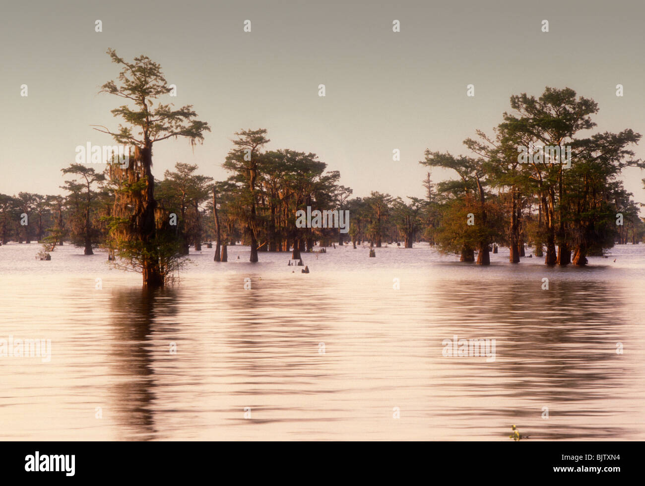 Atchafalaya Swamp Louisiana in den USA die größte Stockfoto