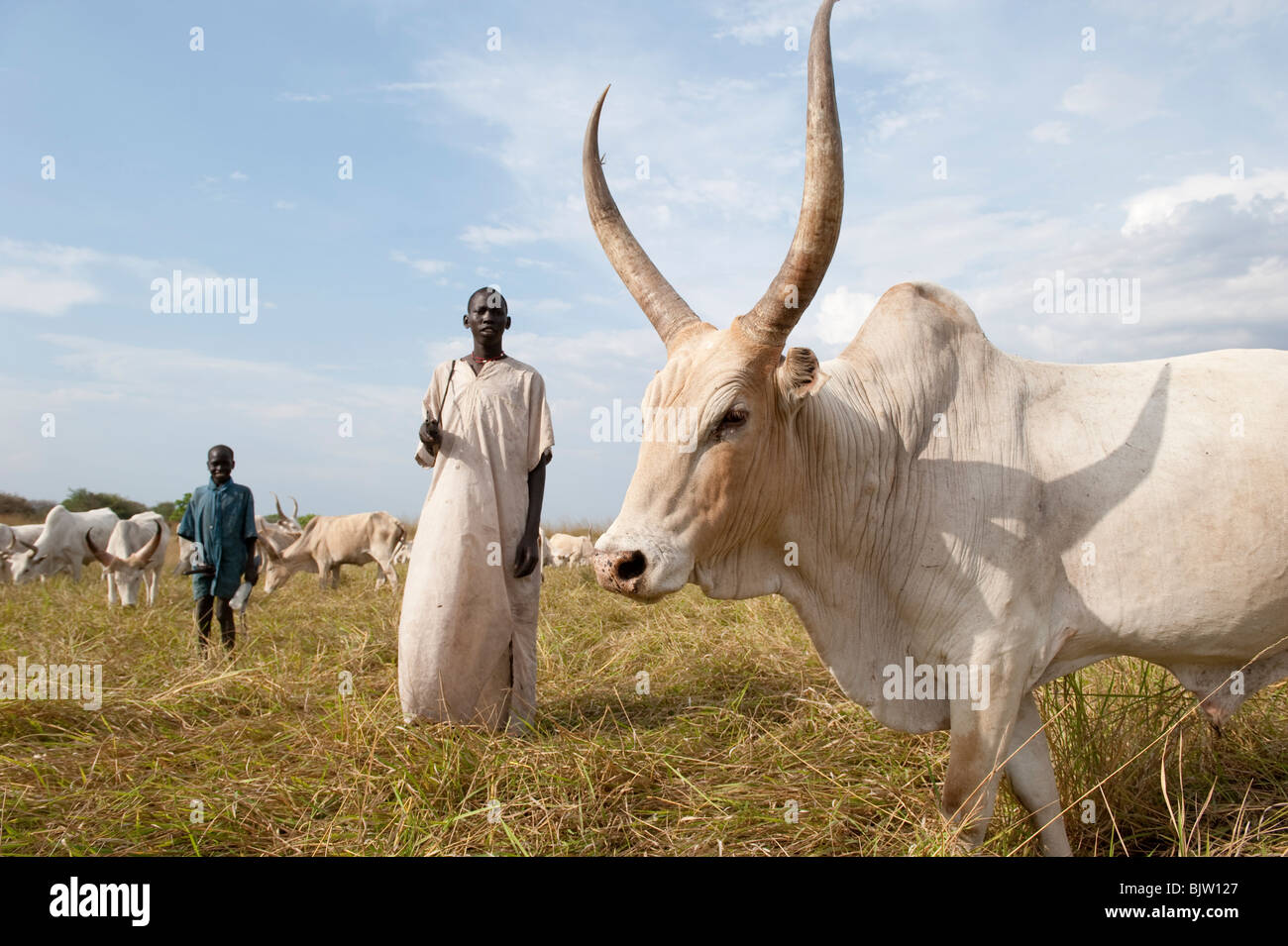 Süd-SUDAN, Cuibet in der Nähe von Rumbek, Dinka Stamm, Schäfer, bewaffnet mit Kalaschnikow AK-47 schützen ihre Zebu-Kühe aus feindlichen Rinder Raider Stockfoto