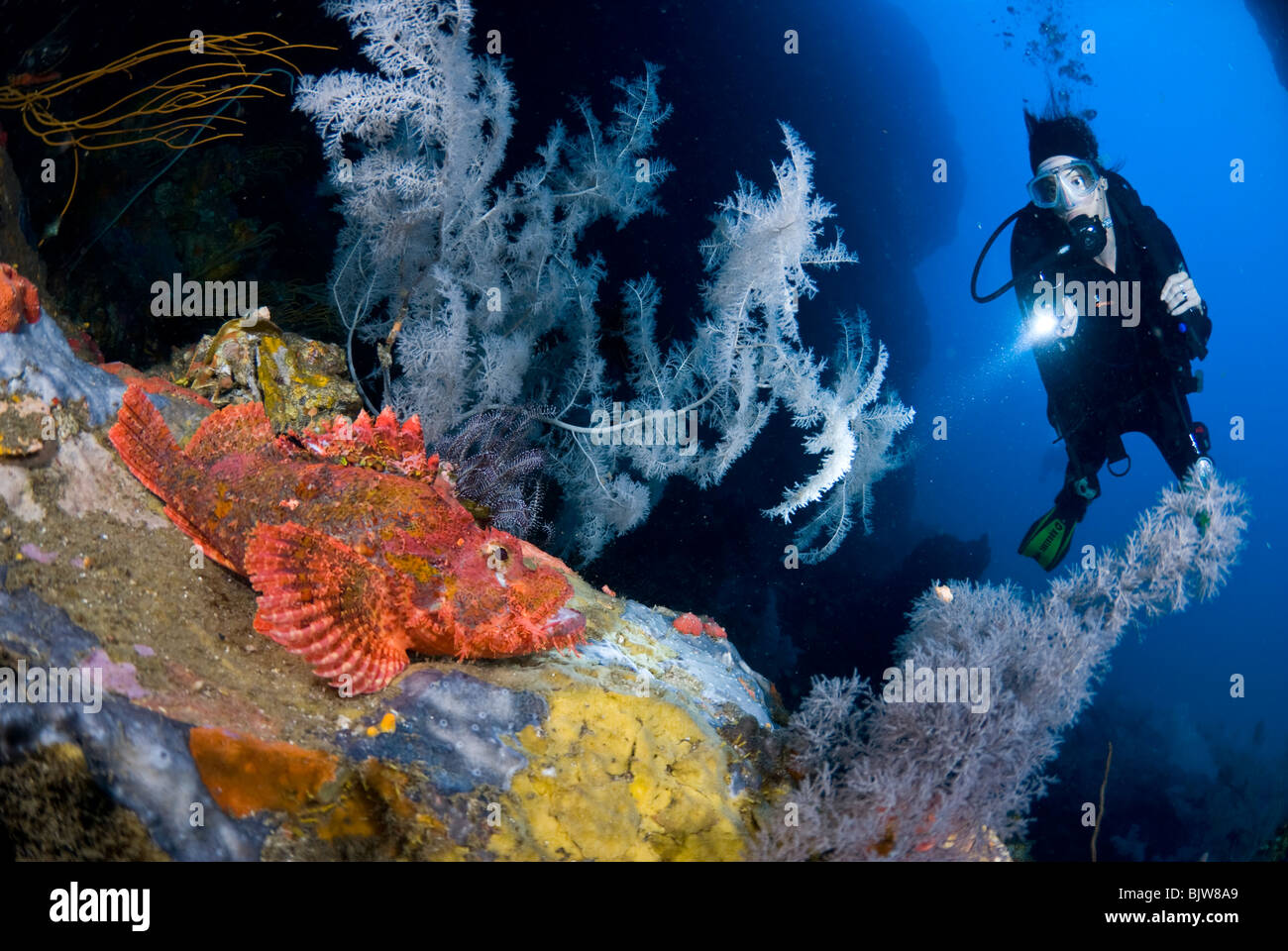 Scubadiver schwimmen durch in Birma zu entdecken Stockfoto