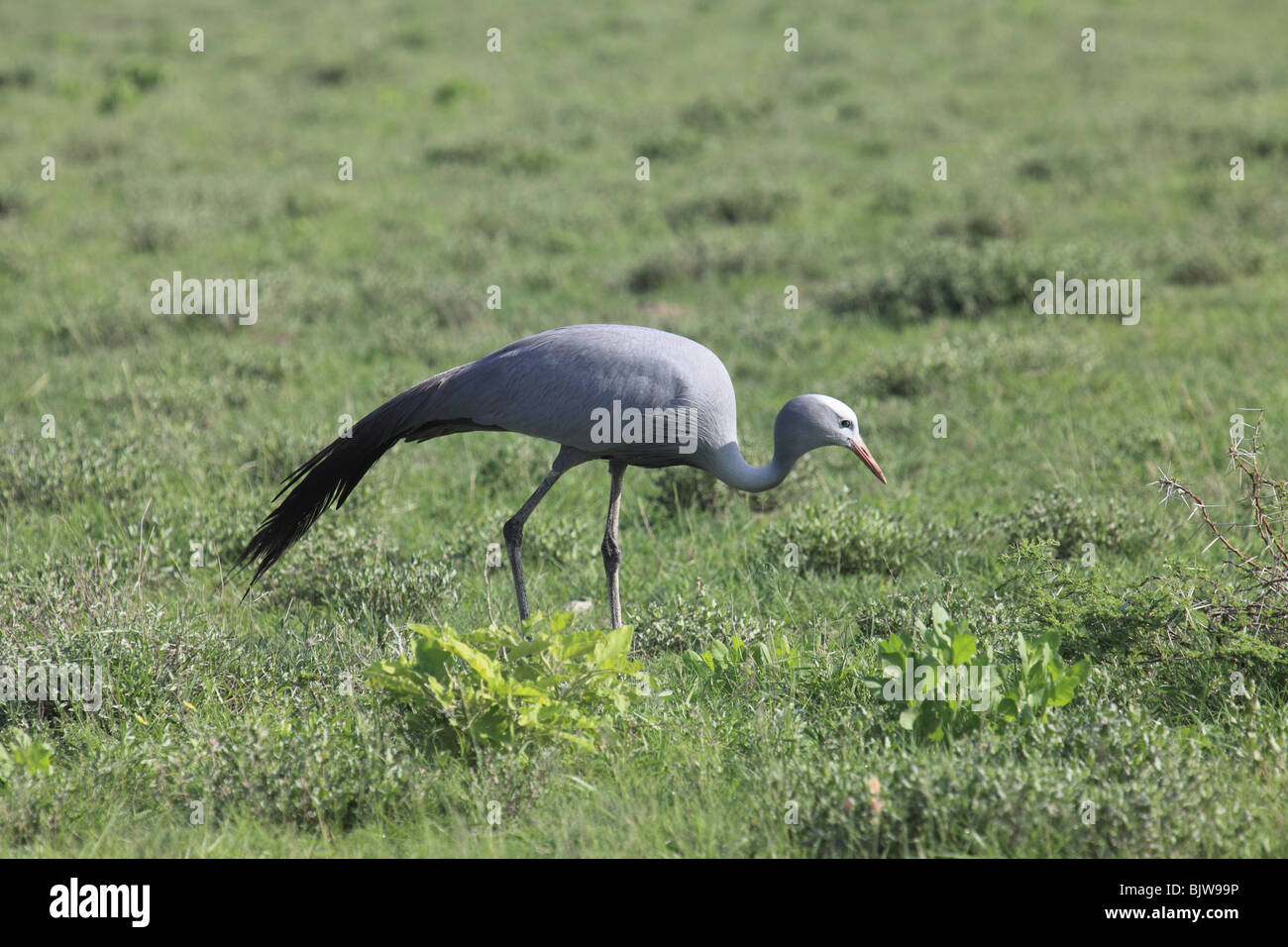 Seltene Blue Crane Stockfoto