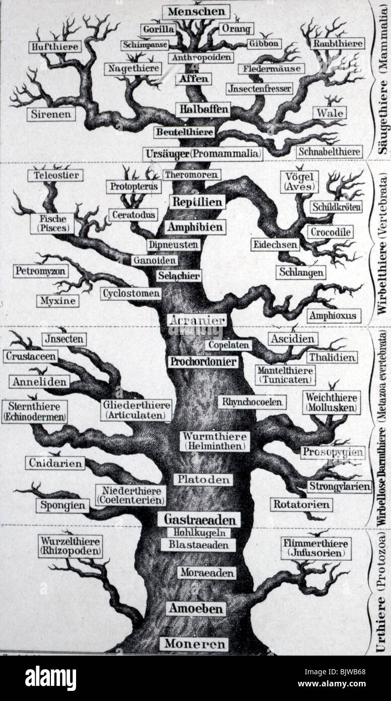 Wissenschaft, Anthropologie, Baum, der die menschliche Evolution symbolisiert, Holzgravur nach Ernst Haeckel, um 1900, Stockfoto