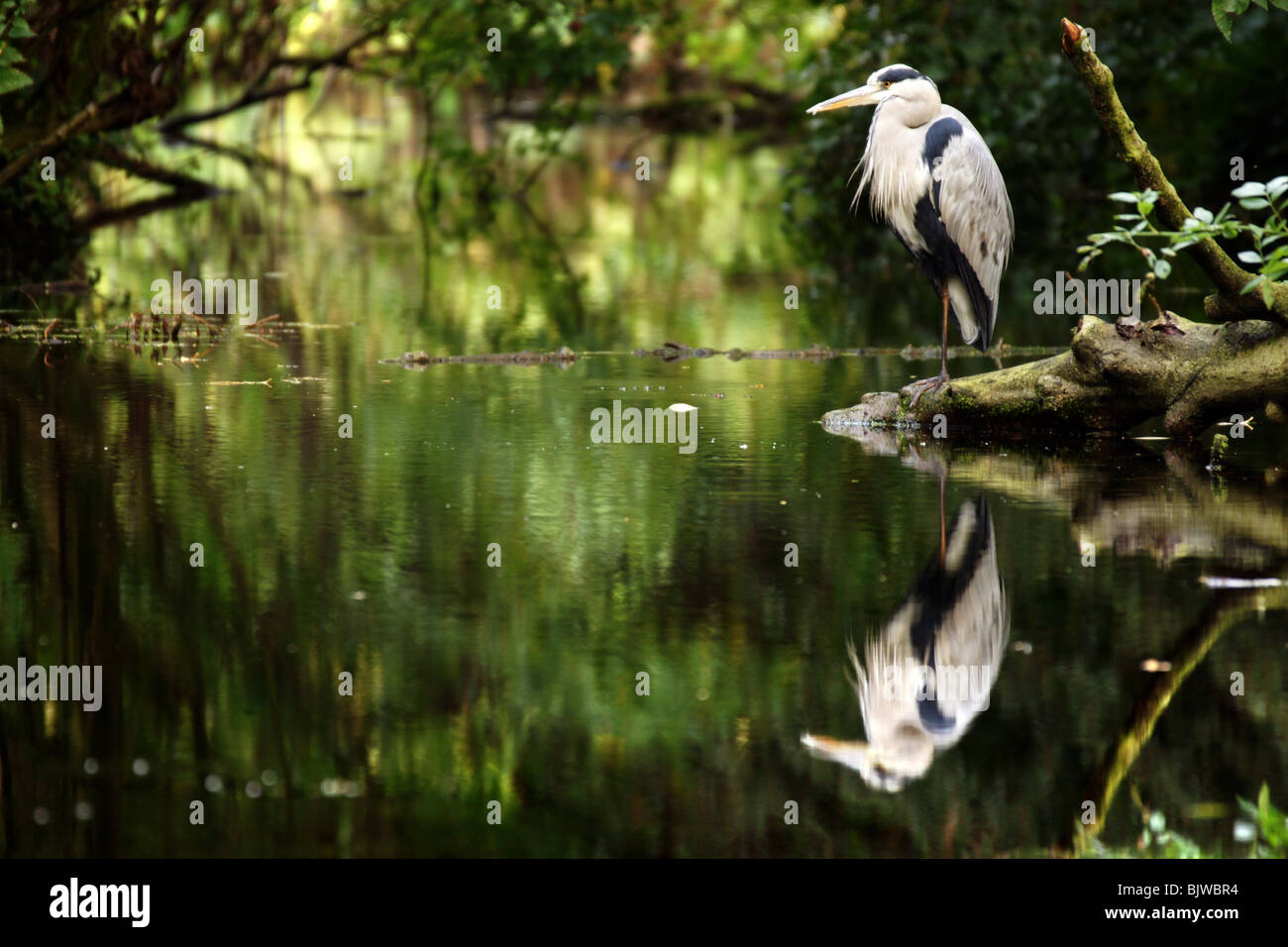Great Blue Heron Vogel stehende Seite des Wasser-Teich unter Bäumen Reflexion glatt noch Oberfläche grünes Licht spiegelt sich auf den Kopf gestellt Stockfoto