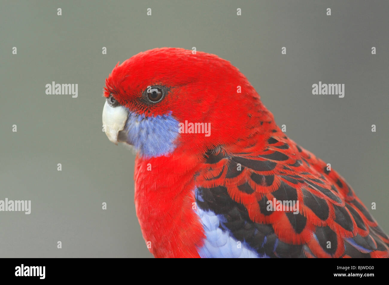 Pennantsittich (Platycercus Elegans) in den Regenwald des Lamington National Park, Queensland, Australien, Juli 2006. Stockfoto