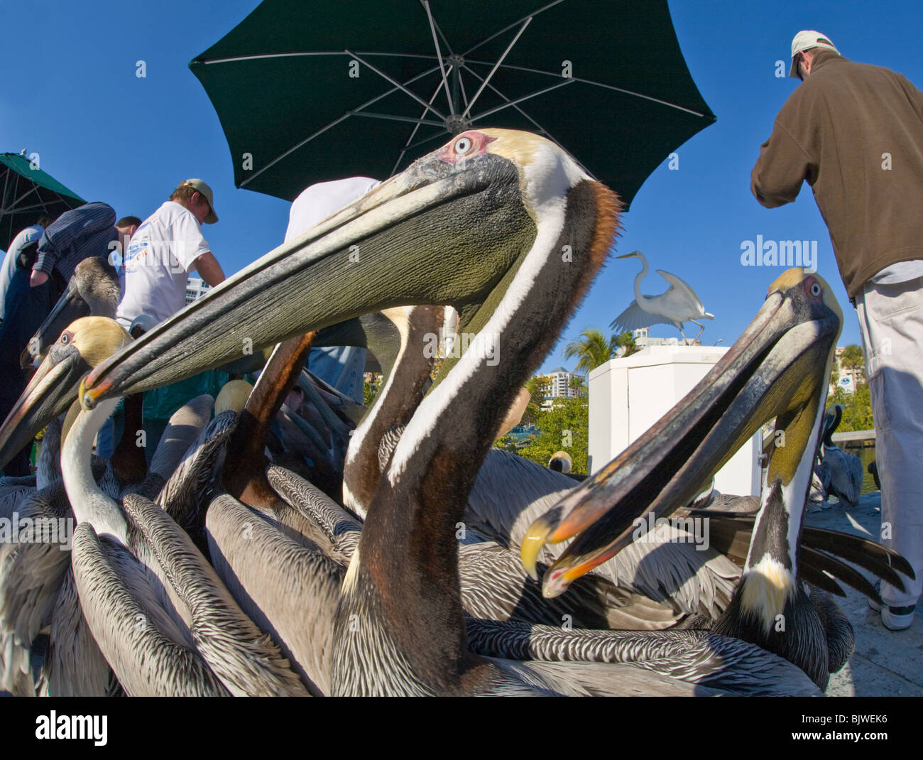 Pelikane versuchen, Reste von Fischern Fisch am Yachthafen in Sarasota Florida Reinigung Stockfoto