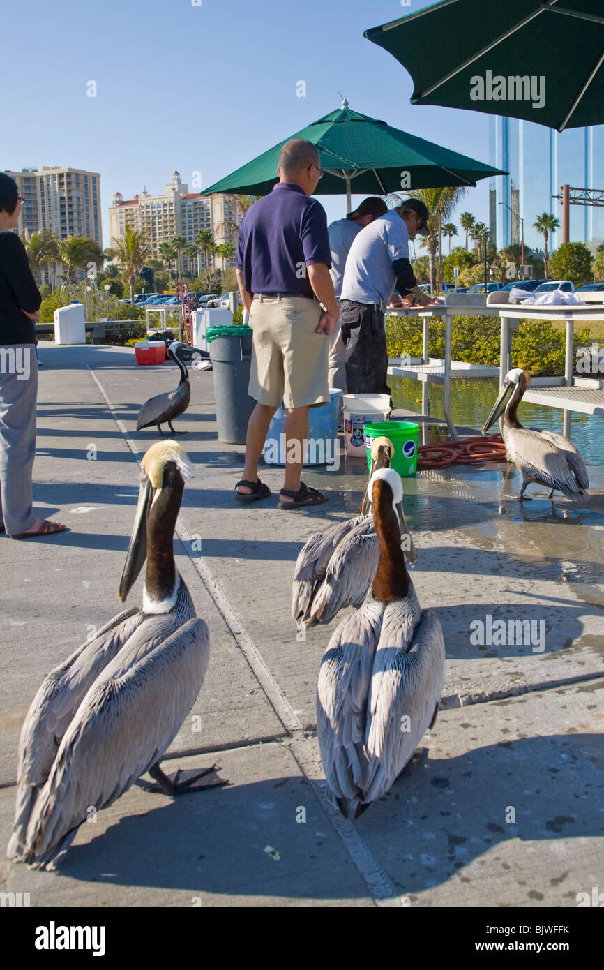 Pelikane versuchen, Reste von Fischern Fisch am Yachthafen in Sarasota Florida Reinigung Stockfoto