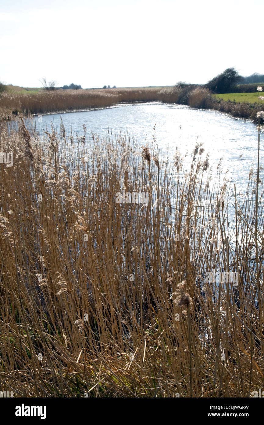 Sonne auf dem Wasser der Drainage Graben Boyton Sümpfe Suffolk Stockfoto