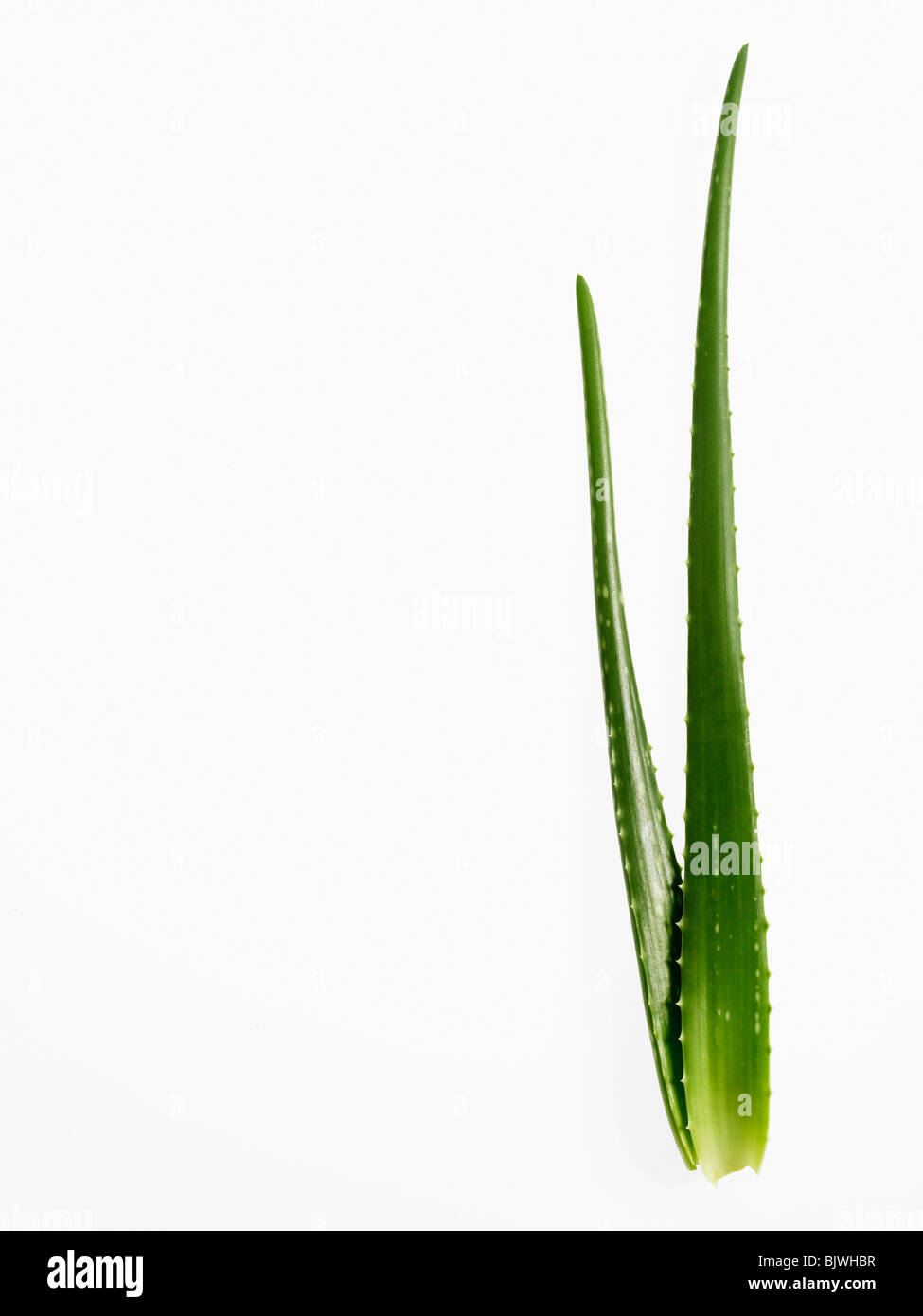 Aloe Vera Pflanze Stockfoto