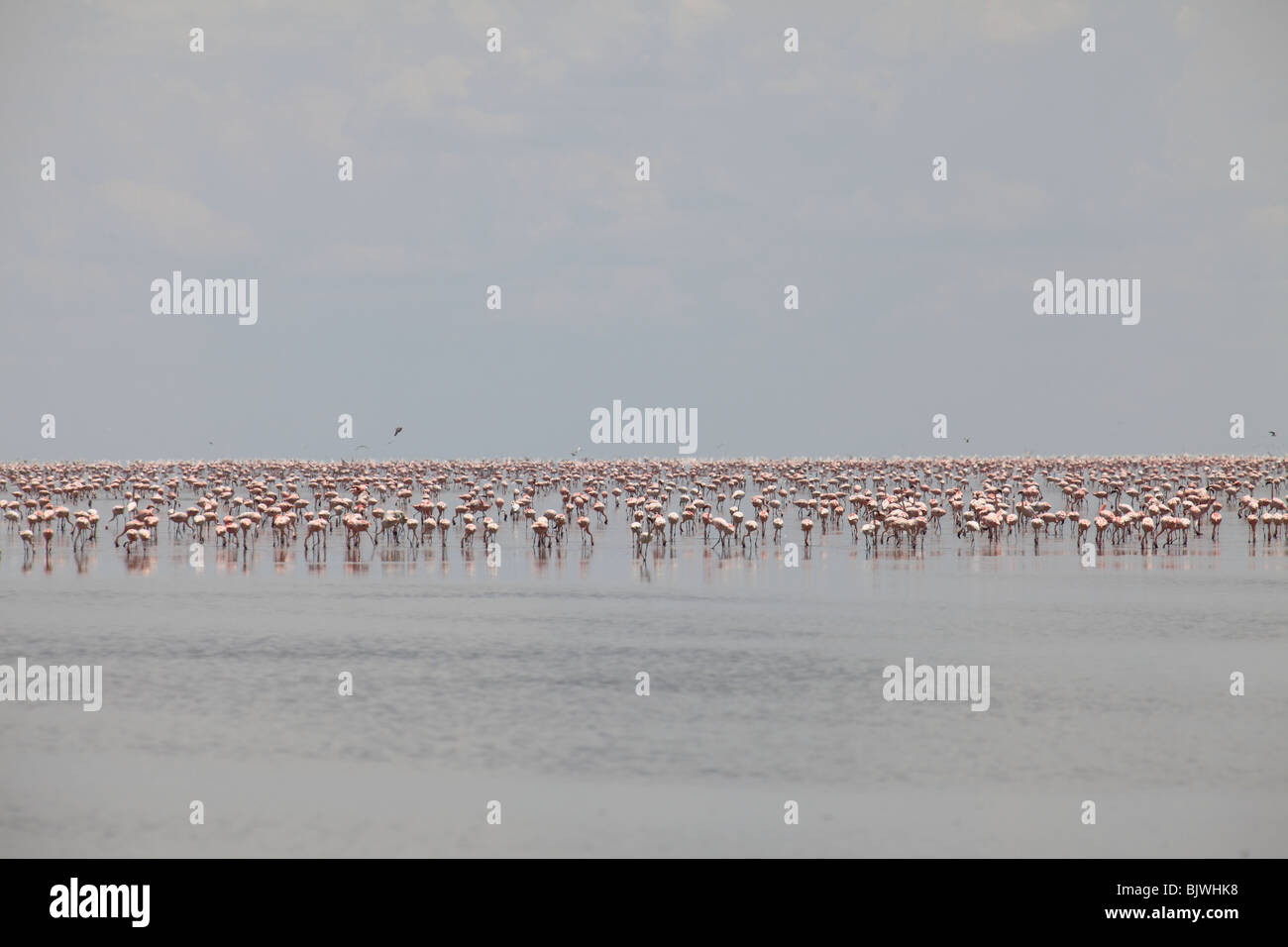 Große Herde von Flamingos im Makgadikgadi Salzpfannen Stockfoto