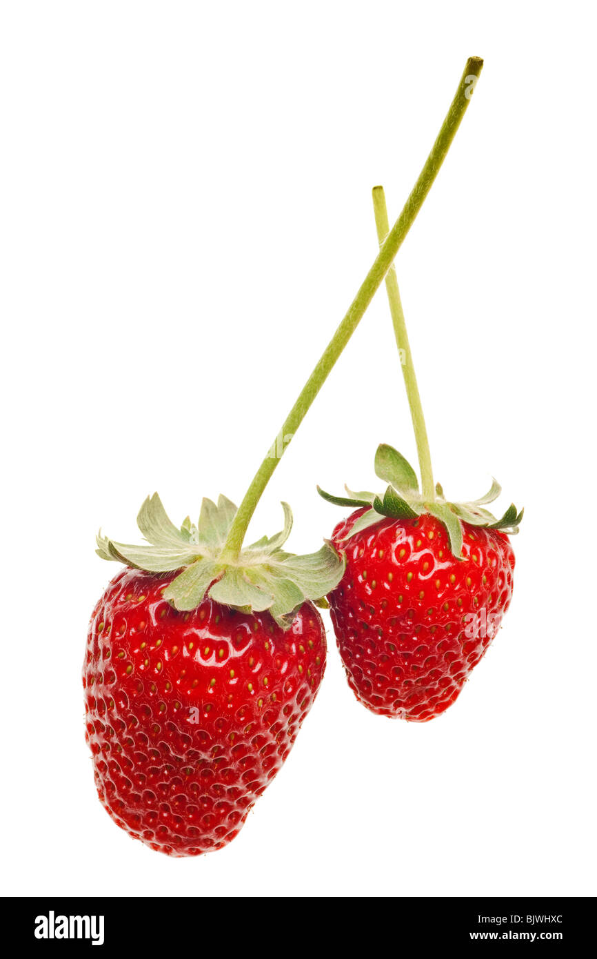 Reife rote Erdbeeren mit stammt und verlässt isolierten auf weißen Hintergrund Stockfoto