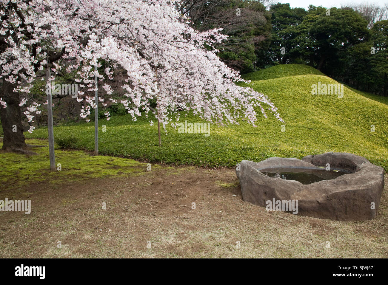 Kirschblüten am Koishikawa Korakuen-Garten Stockfoto