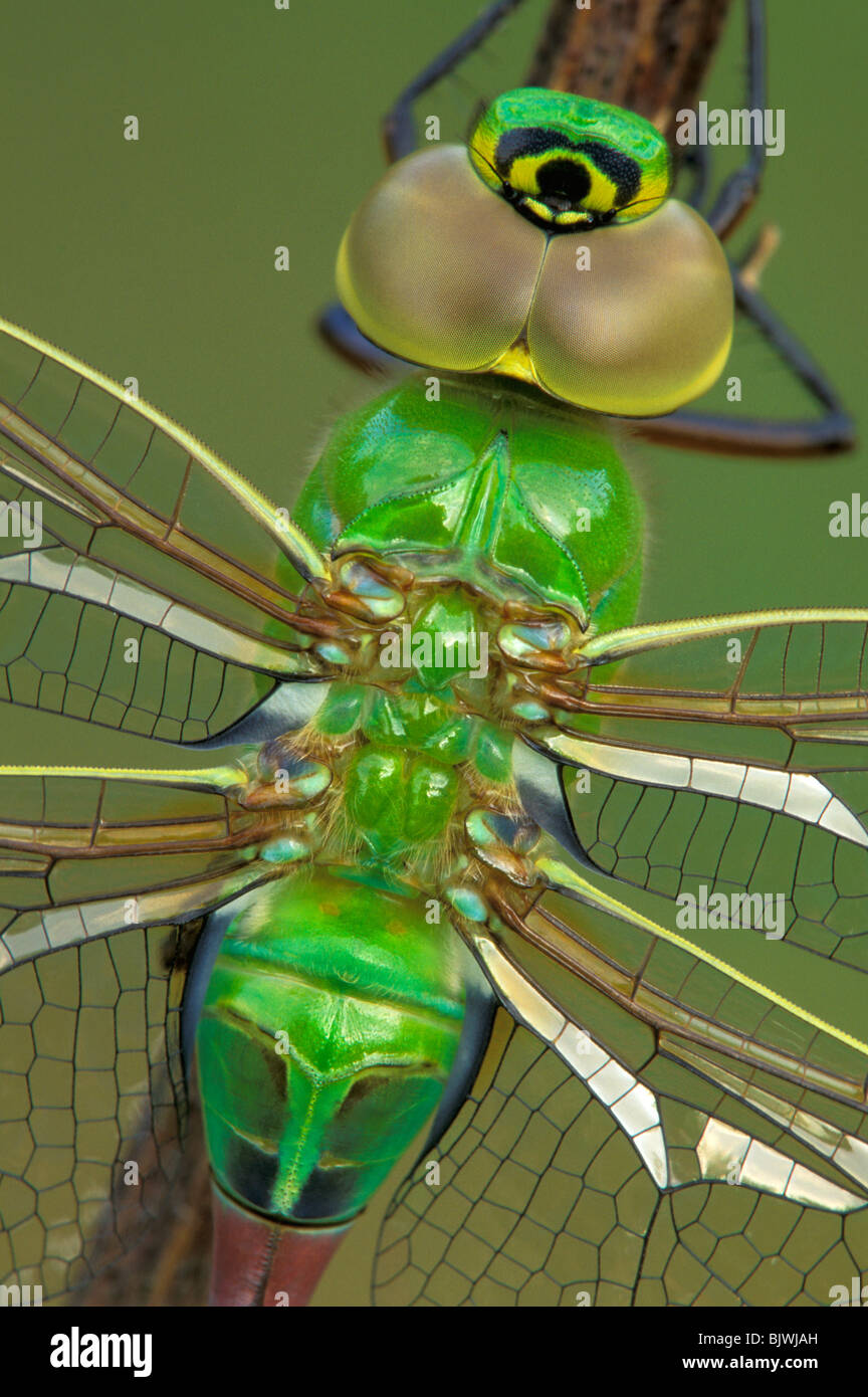 Gemeinsame Green Darner Dragonfly Anax junius E NA, durch Überspringen Moody/Dembinsky Foto Assoc Stockfoto