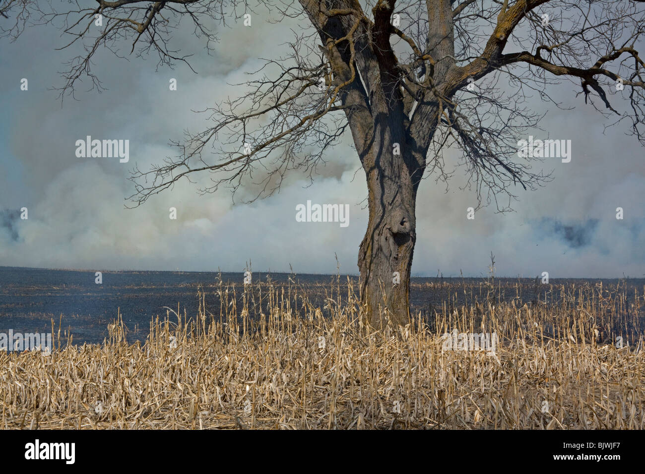 Cornfield Feuer Michigan, Frühling, USA durch Dembinsky Foto Assoc Stockfoto