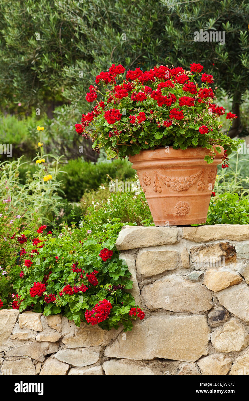 California Garten Stauden mit einem grünen Hintergrund Stockfoto